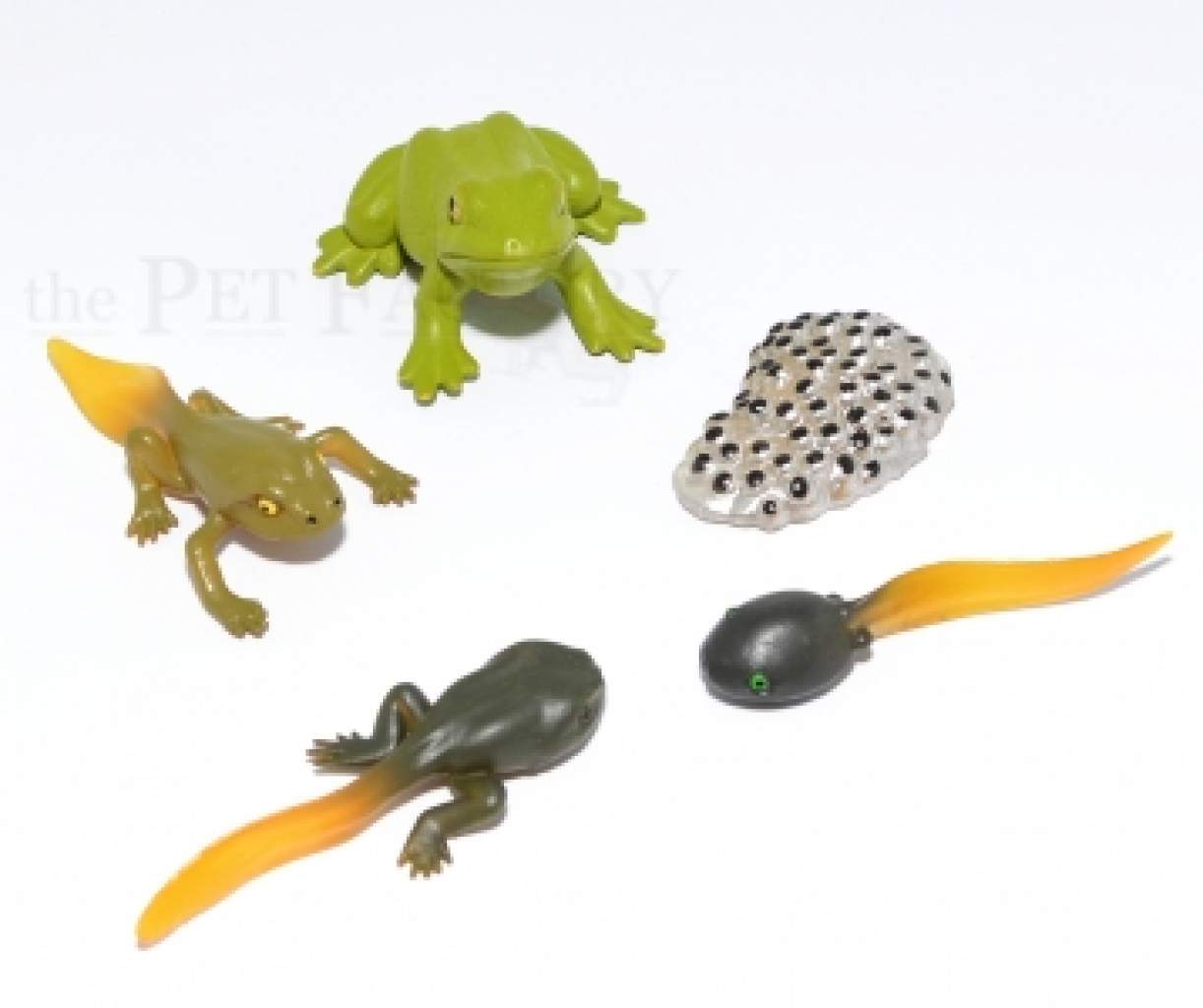 Froschset fünfteilig